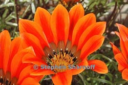 gazania krebsiana thumbnail graphic